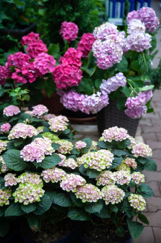 Hydrangea Planting