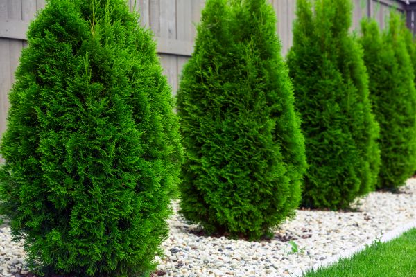 Arborvitae Planting in Cordova
