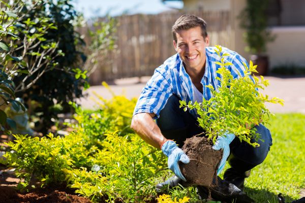 Bush Planting Service in Cordova
