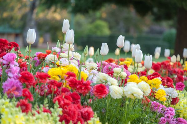 Gardening Service in Cordova