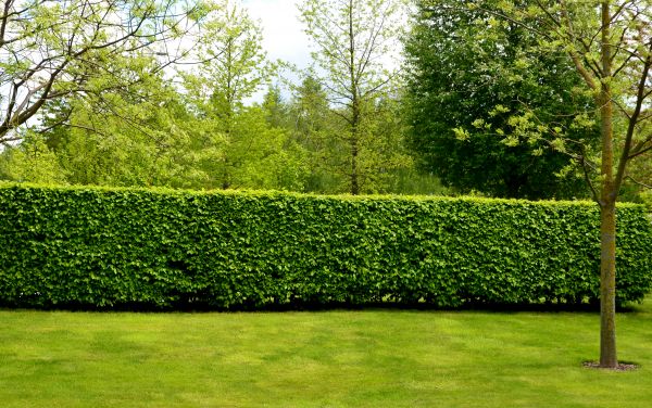Hedge Planting in Cordova