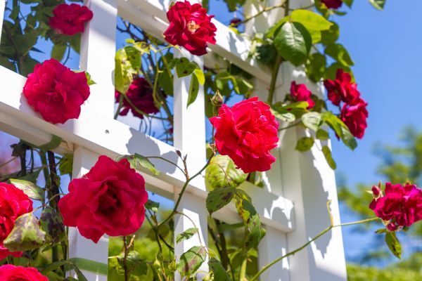 Home Gardening Service in Cordova