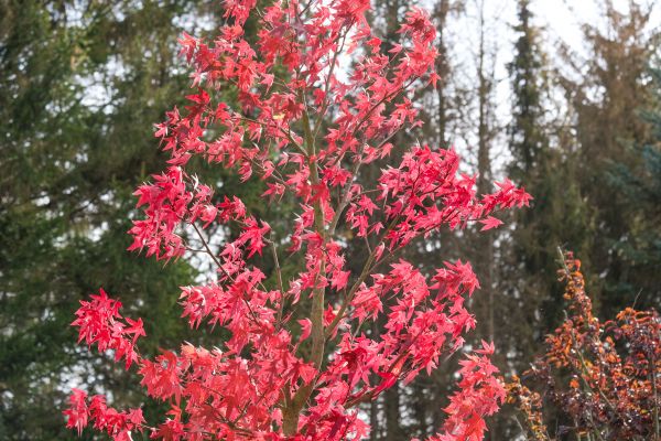 Japanese Maple Planting in Cordova