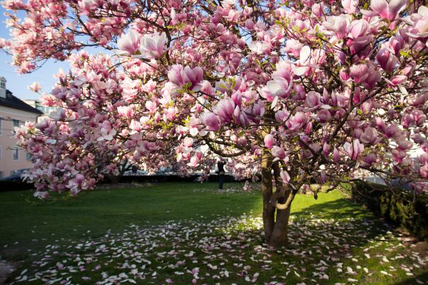 Magnolia Tree Planting in Cordova
