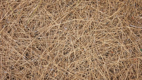 Pine Needles Delivery in Cordova