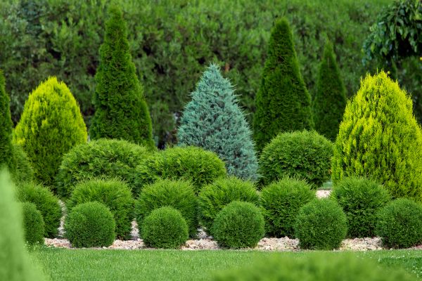 Shrub Replacement in Cordova