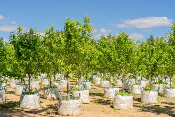 Tree Planting Service in Cordova