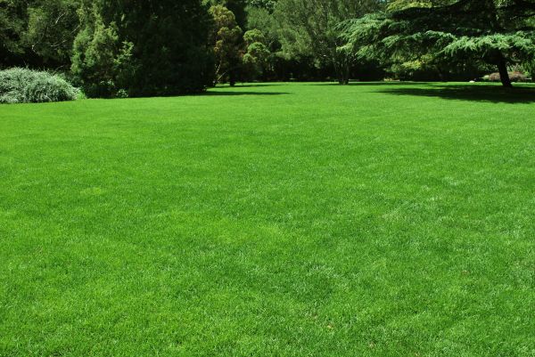 Lawn Landscaping in Cordova