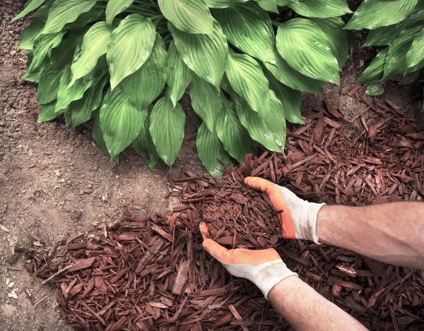 Shredded Mulch Service in Cordova