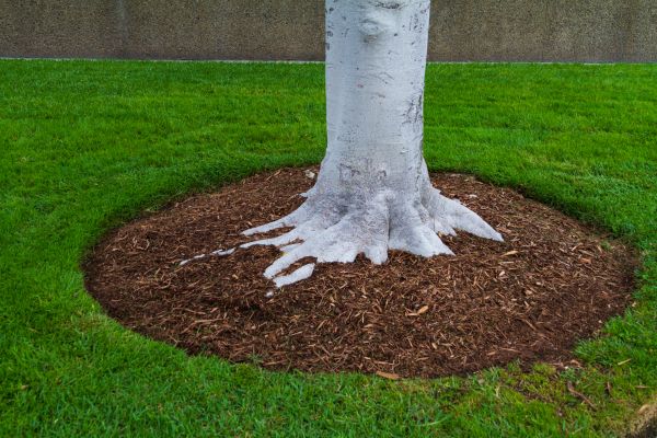 Brown Mulch Installation in Cordova