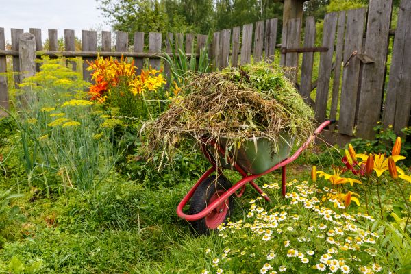 Garden Cleanup Service in Cordova