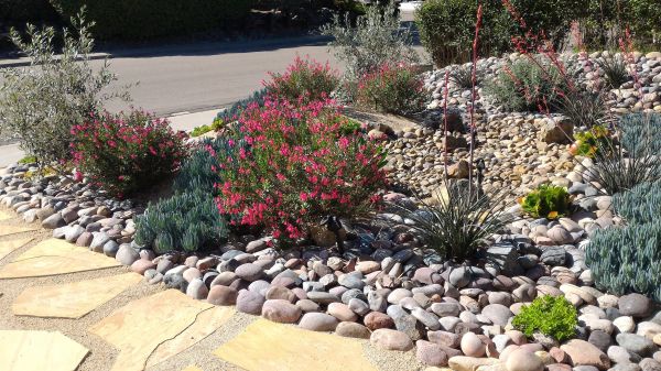 Xeriscape Landscaping in Cordova