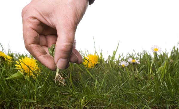 Lawn Weeding in Cordova