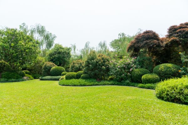 Tree Landscaping in Cordova