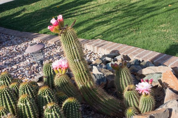 Desert Landscaping in Cordova