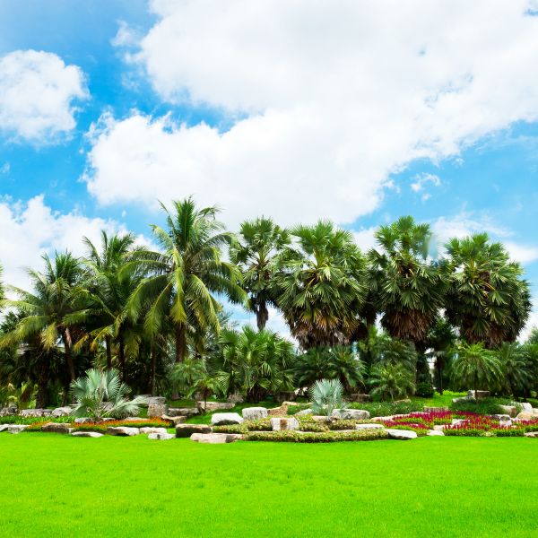 Tropical Landscaping in Cordova