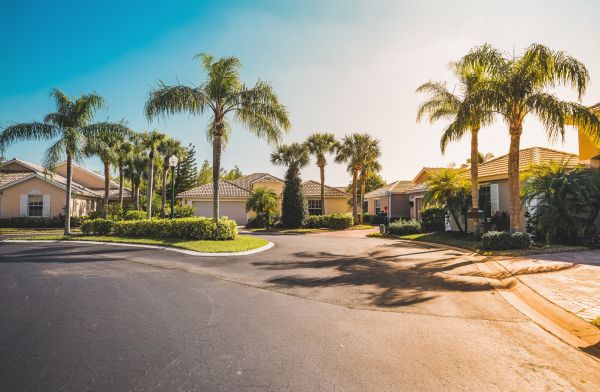 Palm Tree Landscaping in Cordova