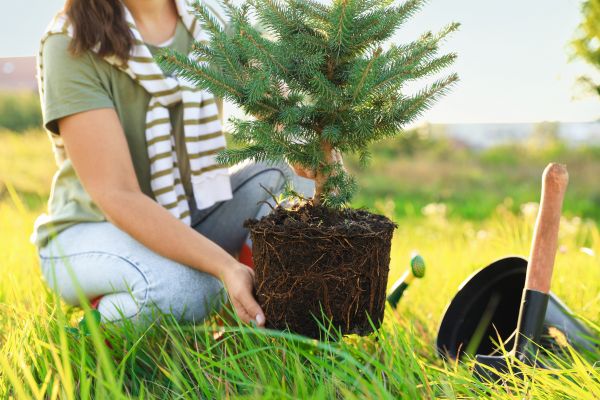 Spruce Tree Planting in Cordova
