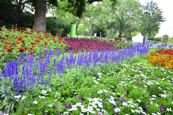 Perennials Planting in Cordova