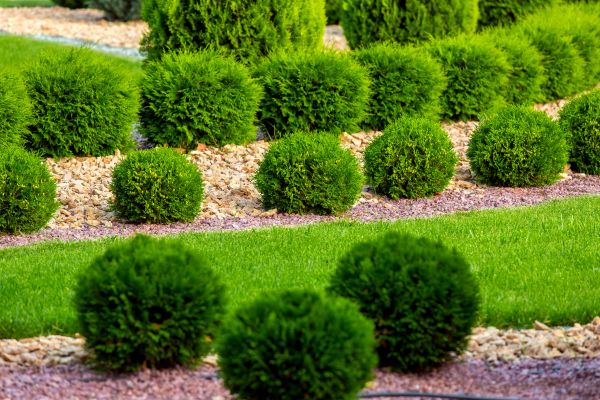 Bush Installation in Cordova