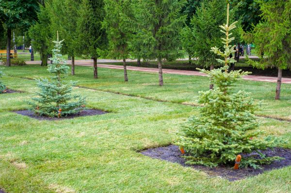 Privacy Trees Planting in Cordova
