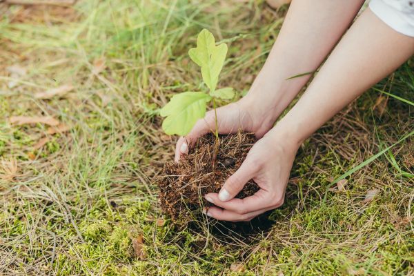 Oak Tree Planting in Cordova