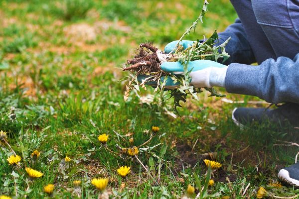 Flower Bed Clearing in Cordova