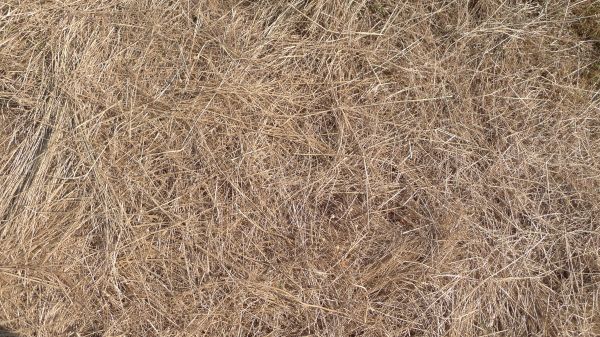 Pine Straw Replacement in Cordova