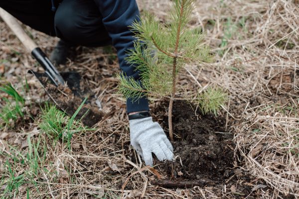 Pine Tree Planting in Cordova