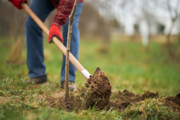 Trees Planting in Cordova