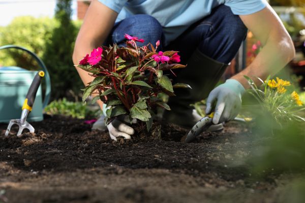 Plant Replacement in Cordova
