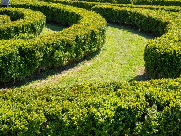 Bush Landscaping in Cordova
