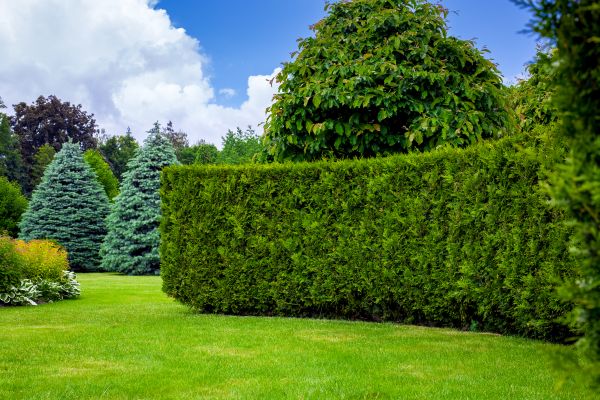Hedge Landscaping in Cordova