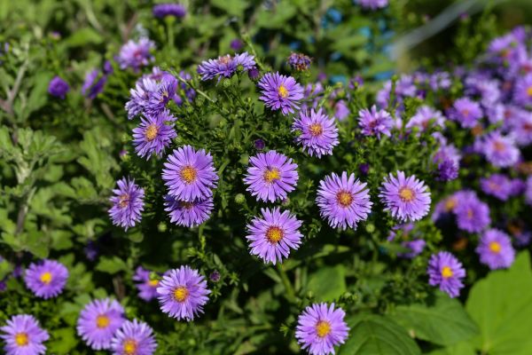 Perennial Flower Planting in Cordova