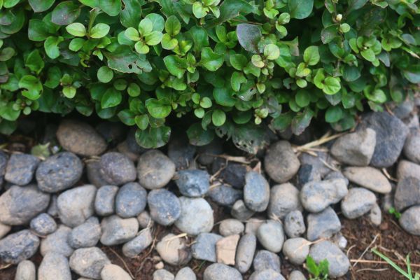 River Stone Installation in Cordova