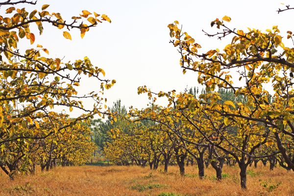Pear Tree Planting in Cordova