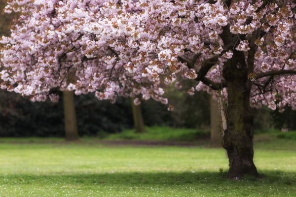 Cherry Tree Planting in Cordova
