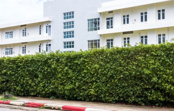 Privacy Landscaping in Cordova