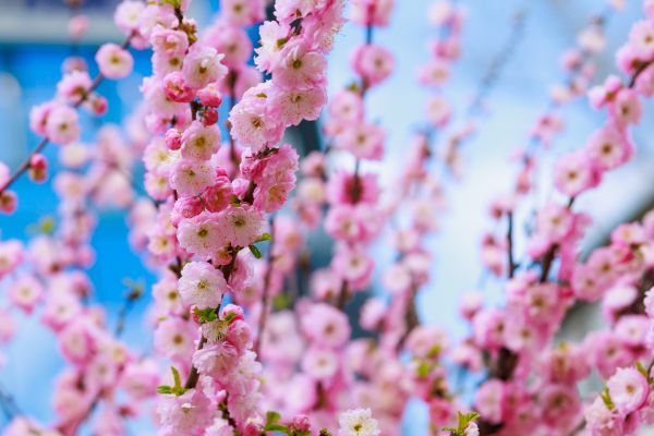 Japanese Cherry Tree Planting in Cordova
