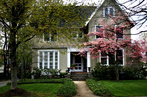 Ornamental Tree Planting in Cordova