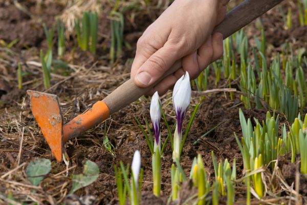 Flower Garden Weeding in Cordova