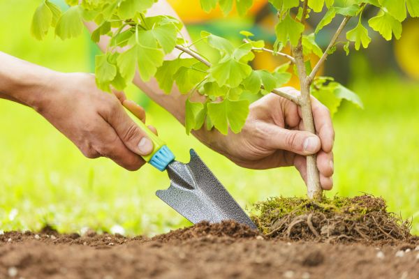 Fruit Tree Planting in Cordova