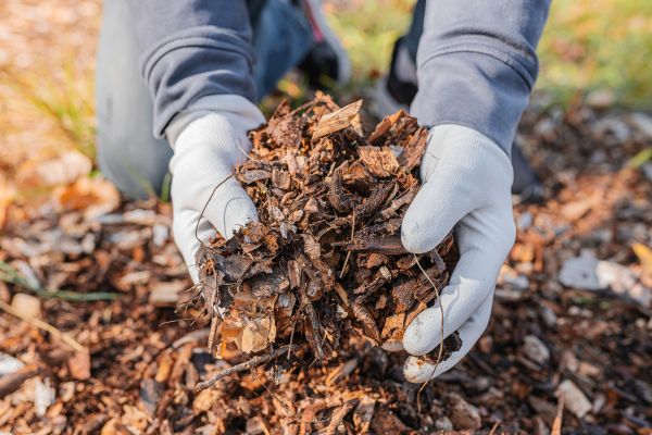 Shredded Mulch Installation in Cordova