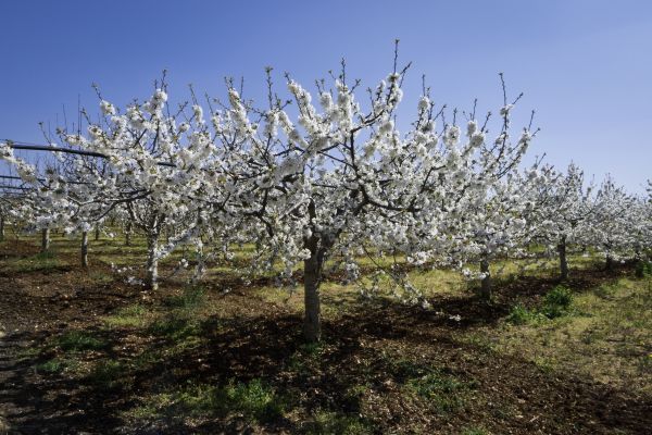 Orchard Planting in Cordova