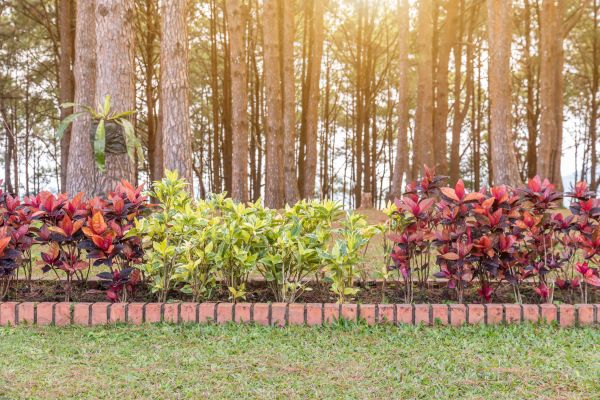 Small Garden Landscaping in Cordova