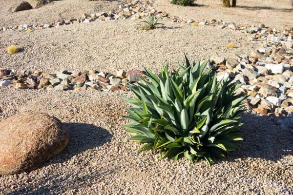 Xeriscaping Service in Cordova