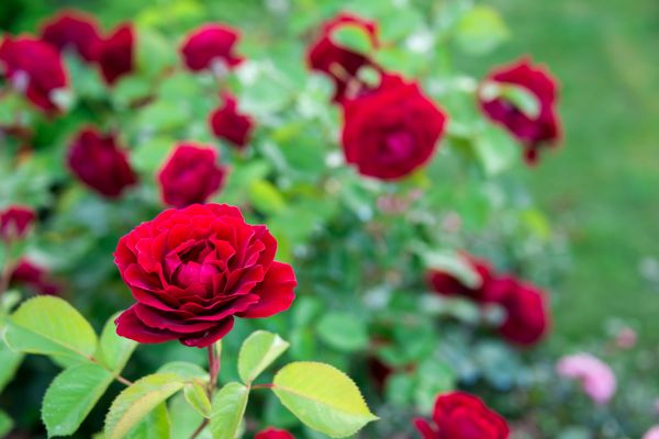 Rose Planting in Cordova