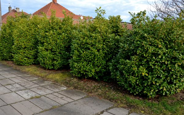 Privacy Shrub Installation in Cordova