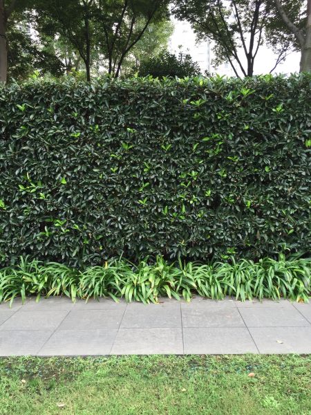 Privacy Shrub Planting in Cordova