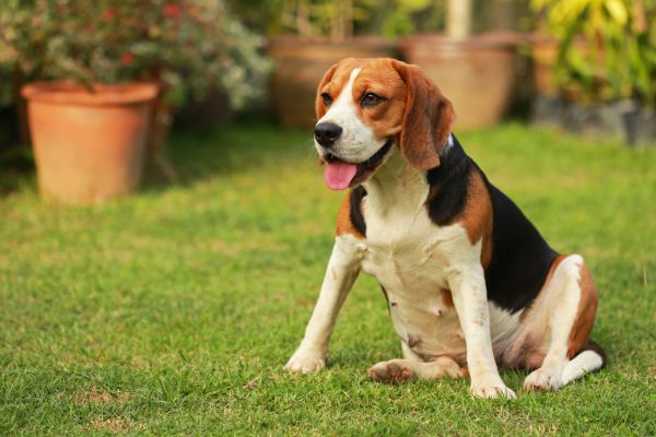 Dog Friendly Landscaping in Cordova